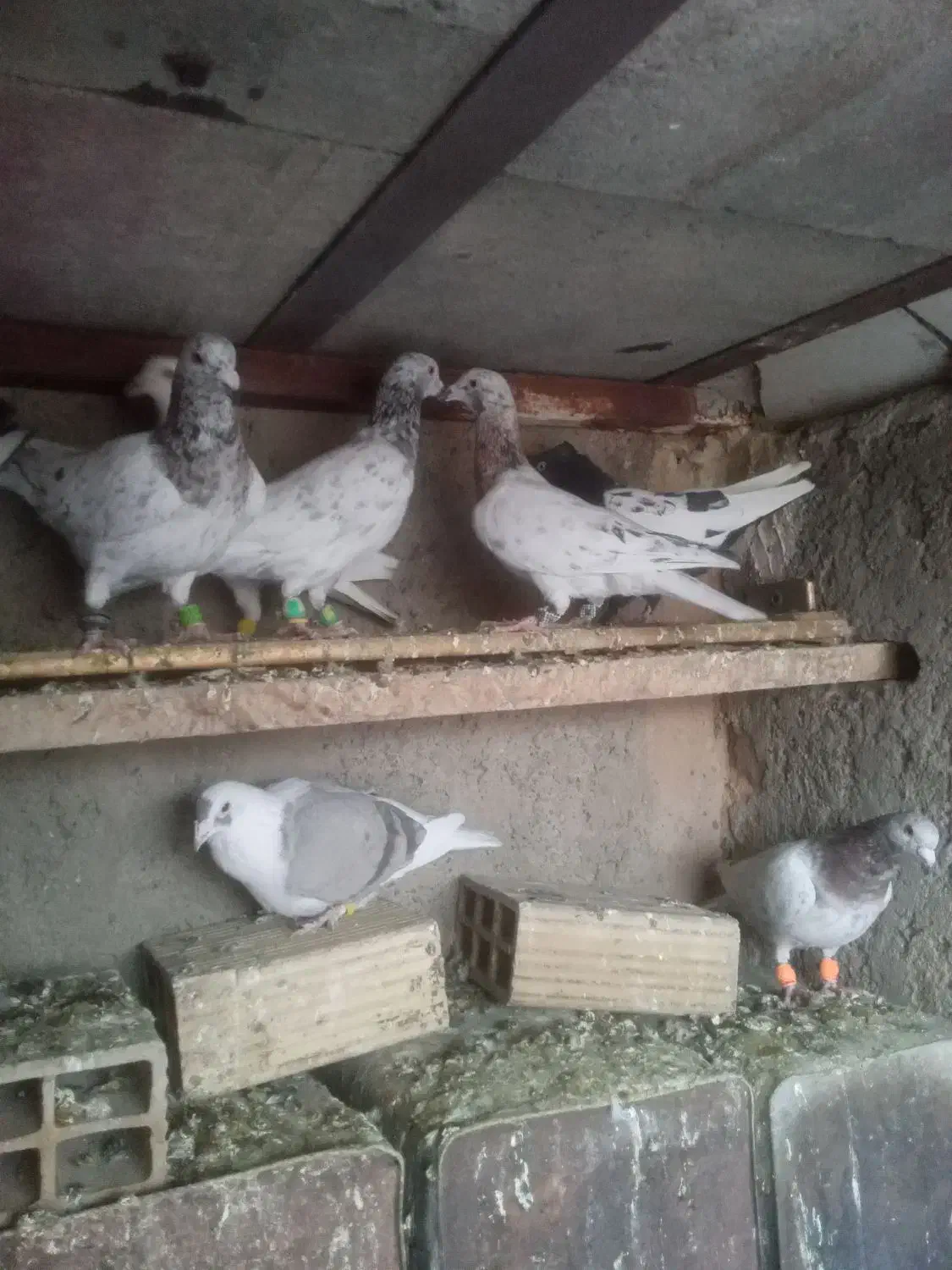 کفتر|پرنده|محمدیه-قزوین, |دیوار