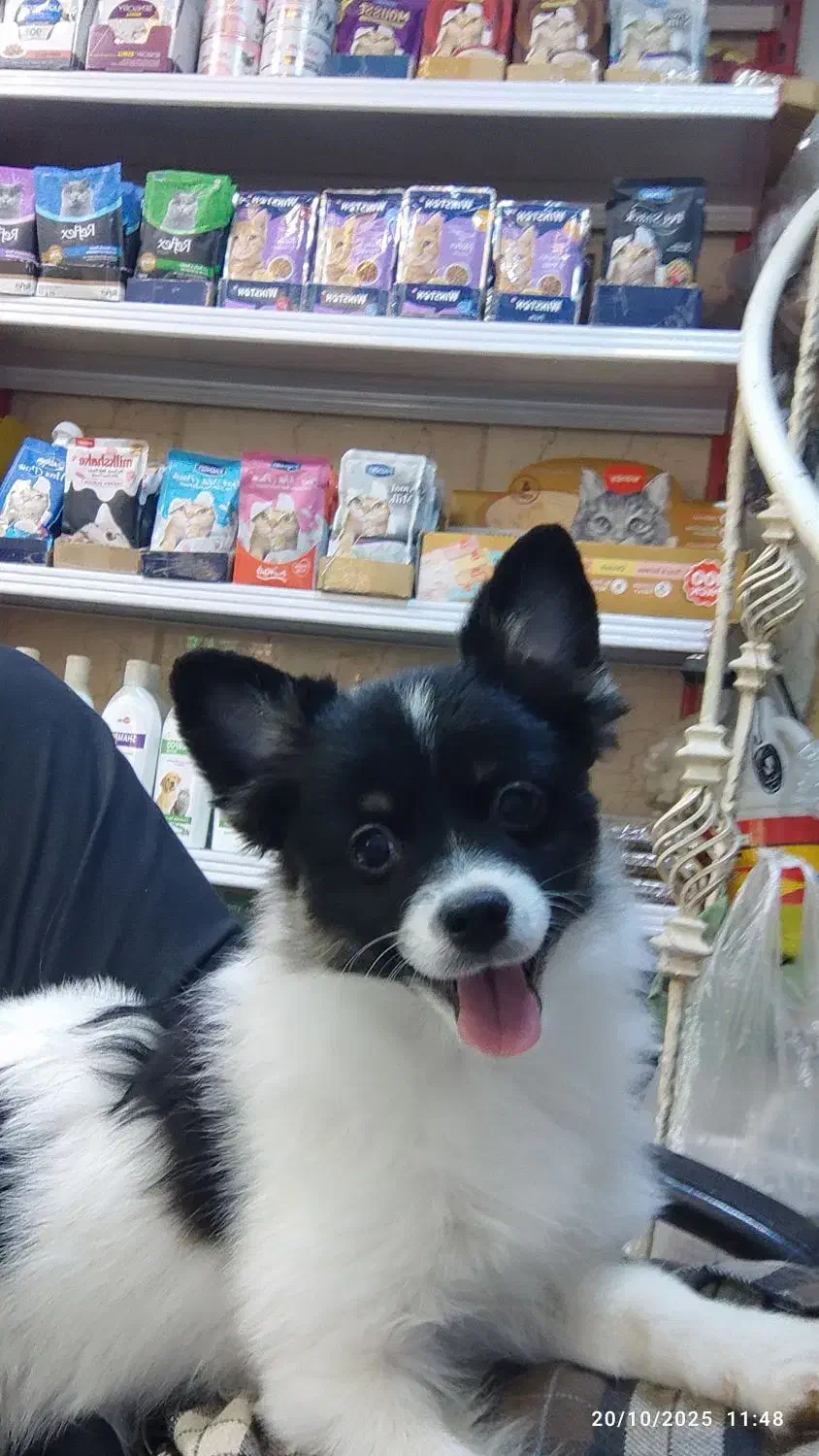 روباهی|سگ|تهران, ائمه اطهار|دیوار