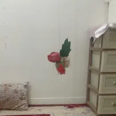 گربه اهلی پیدا شده|گربه|قم, نیروگاه|دیوار