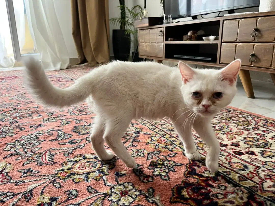 گربه گمشده جواداباد کرج|گربه|کرج, شهرک یاس جنوبی|دیوار