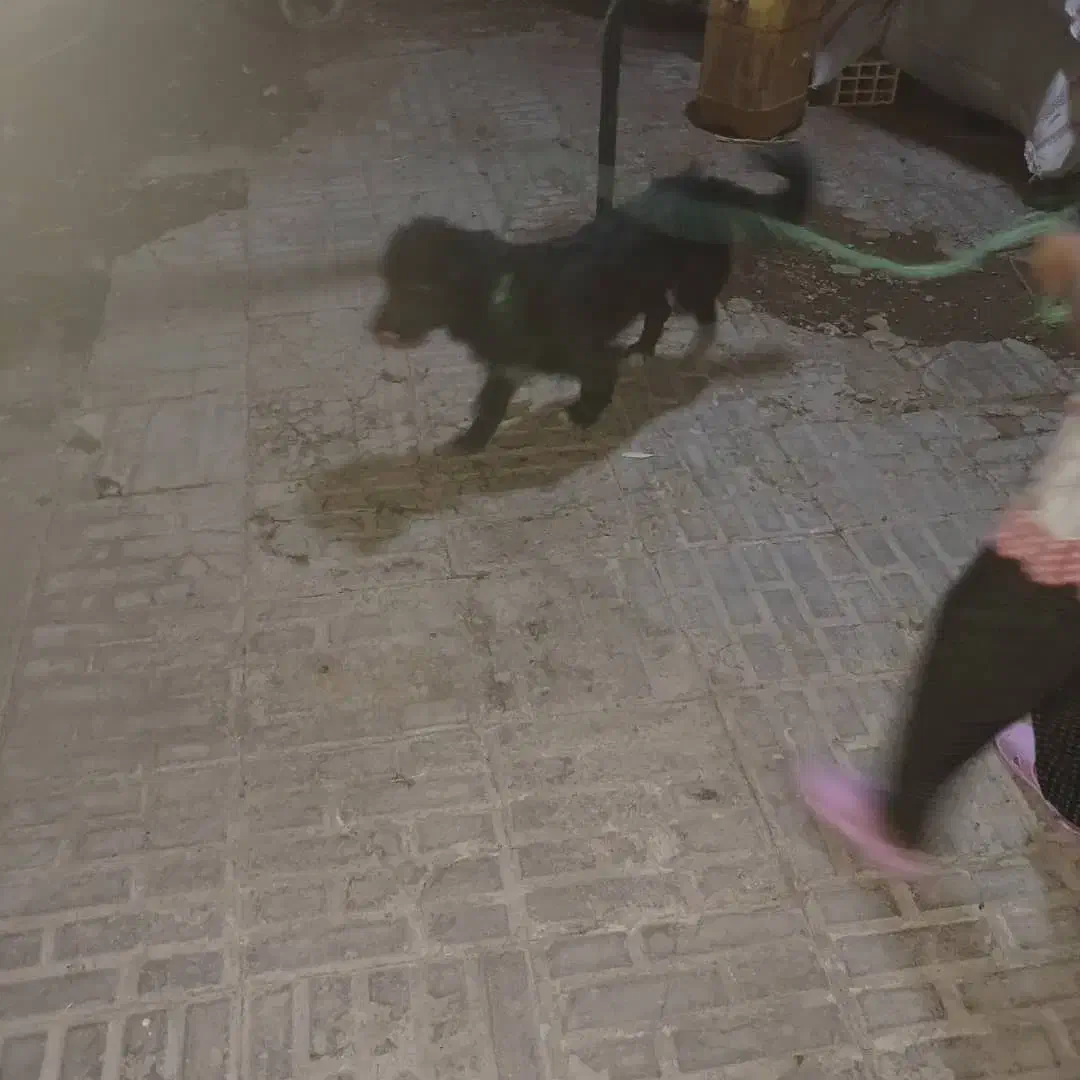 سلام سگ فروشی|سگ|رفسنجان, |دیوار