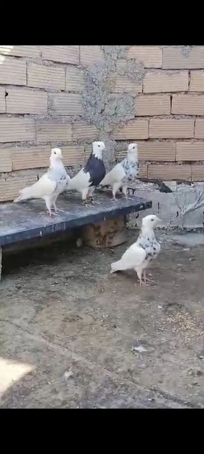 طوقی روزگاری|پرنده|دهدشت, |دیوار