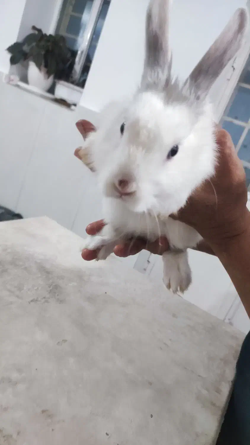 خرگوش|موش و خرگوش|ارومیه, |دیوار