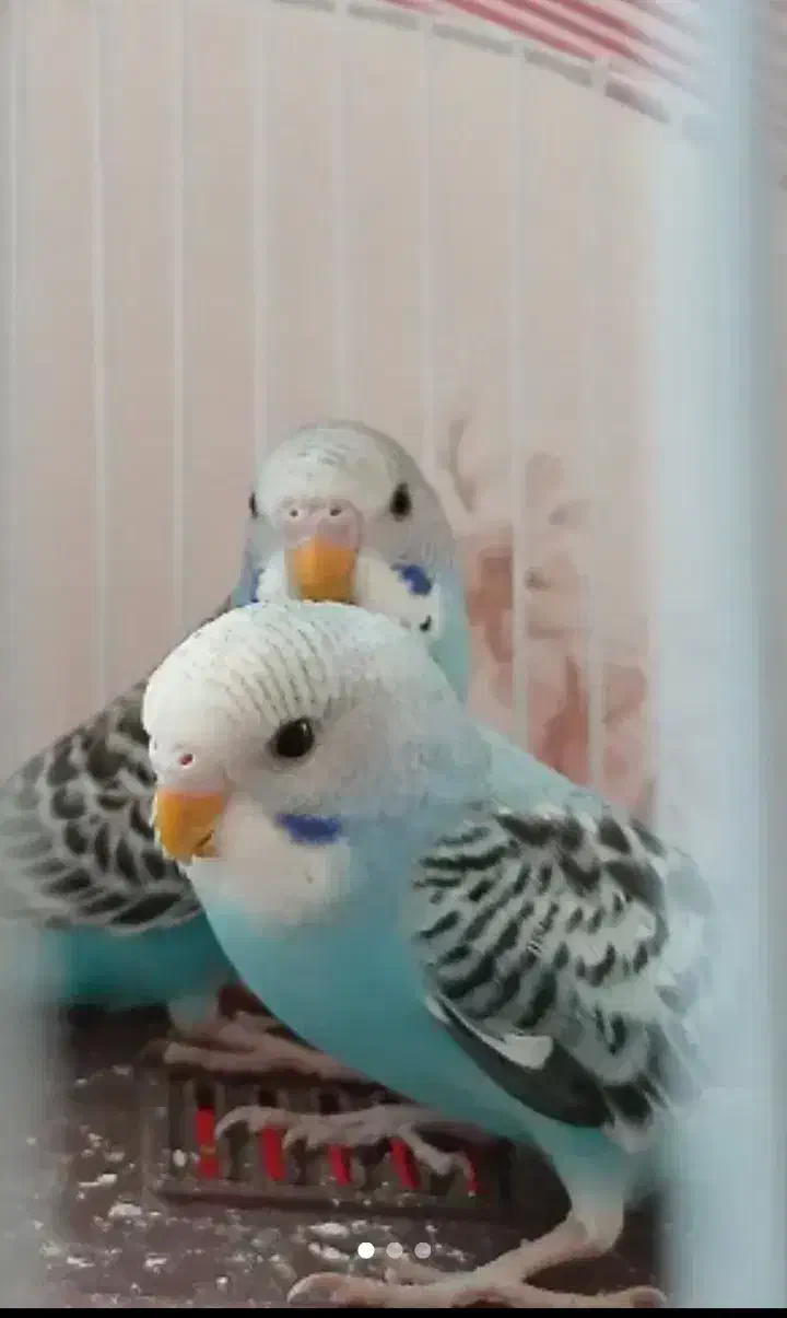 جوجه ۳ ماه|پرنده|مشکیندشت, |دیوار