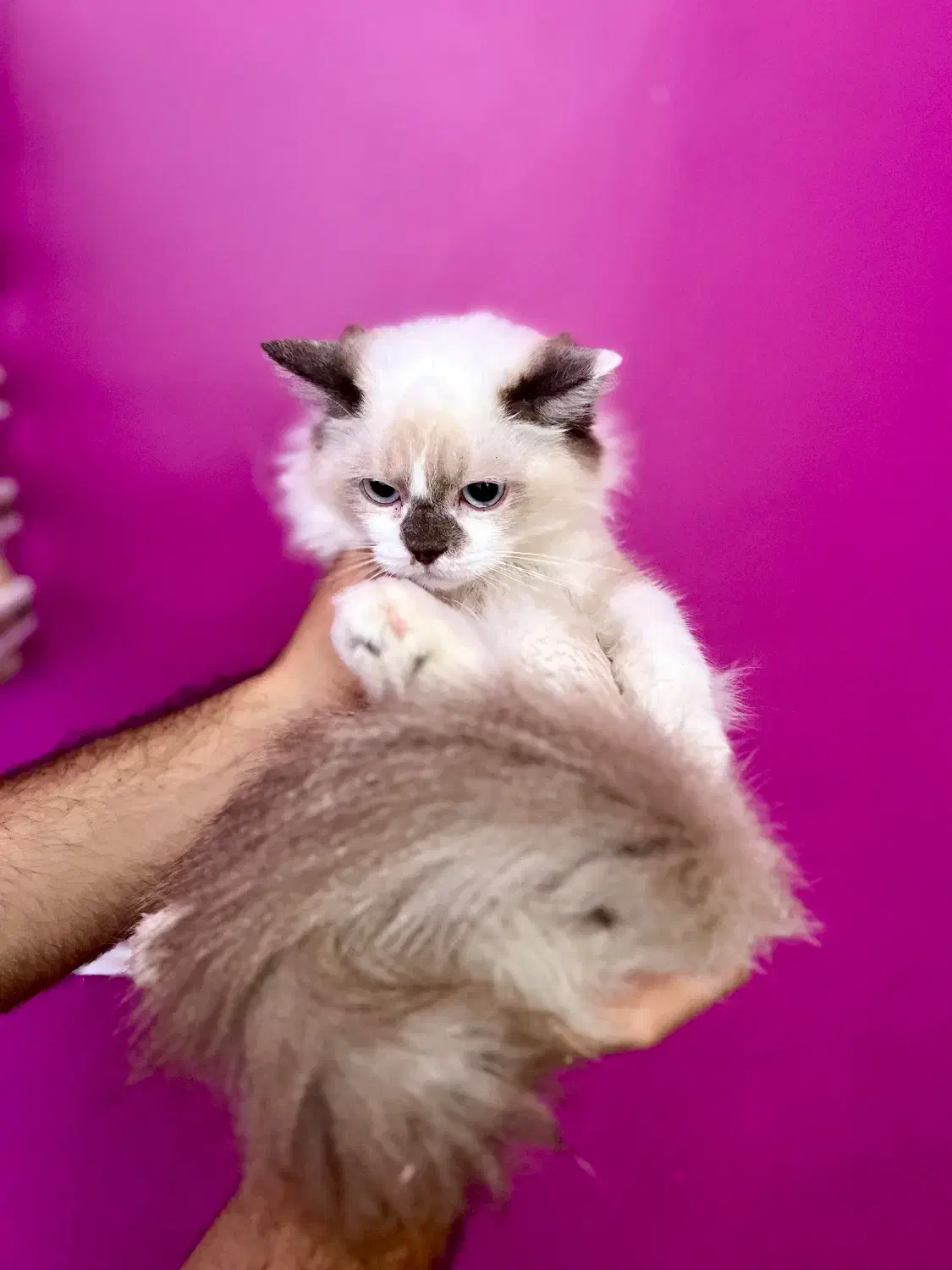 گربه رگدال|گربه|تهران, چیتگر شمالی|دیوار