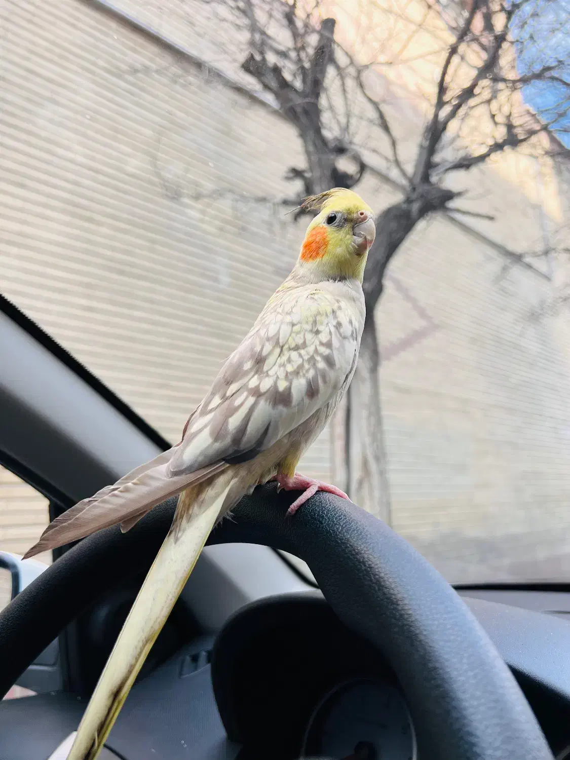 عروس هلندی گمشده|حیوانات|اندیشه, اندیشه فاز ۱|دیوار