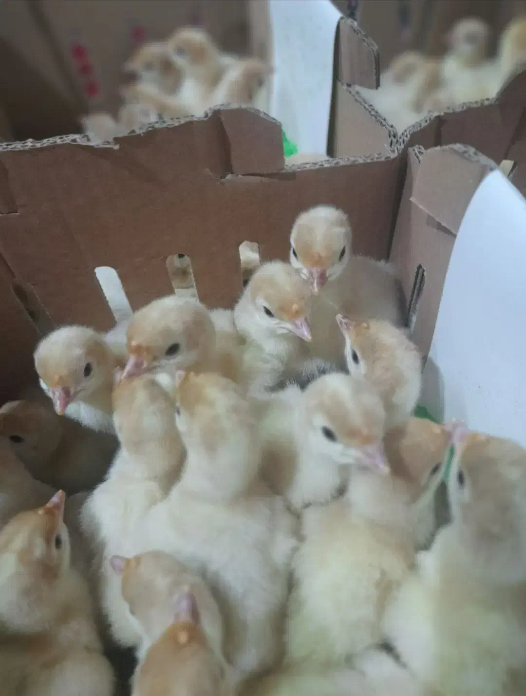 فروش بوقلمون بیوتی یک روزه|حیوانات مزرعه|بابل, |دیوار