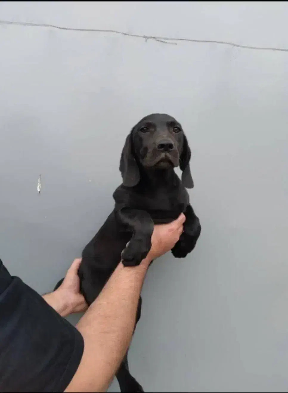 سگ شکاری|سگ|زیرآب, |دیوار