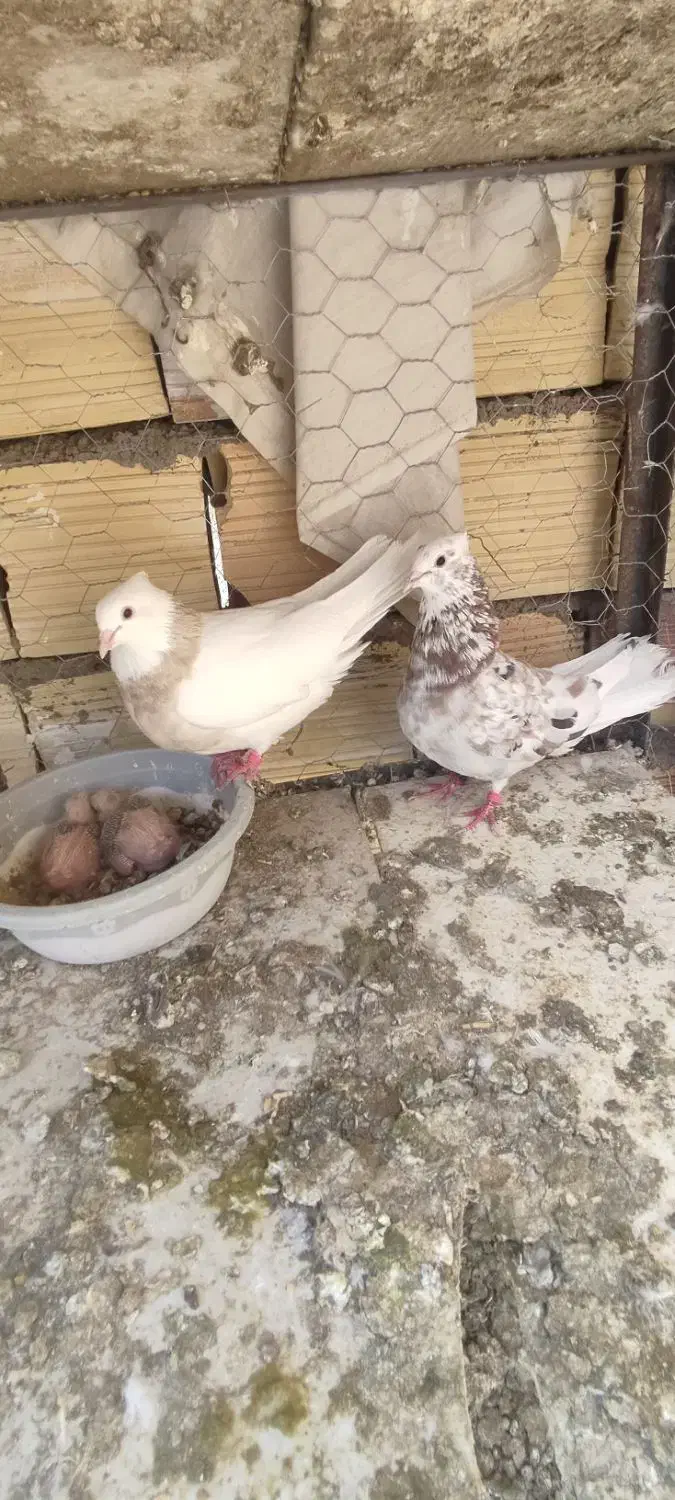 دم سفید|پرنده|فردوس (خراسان), |دیوار