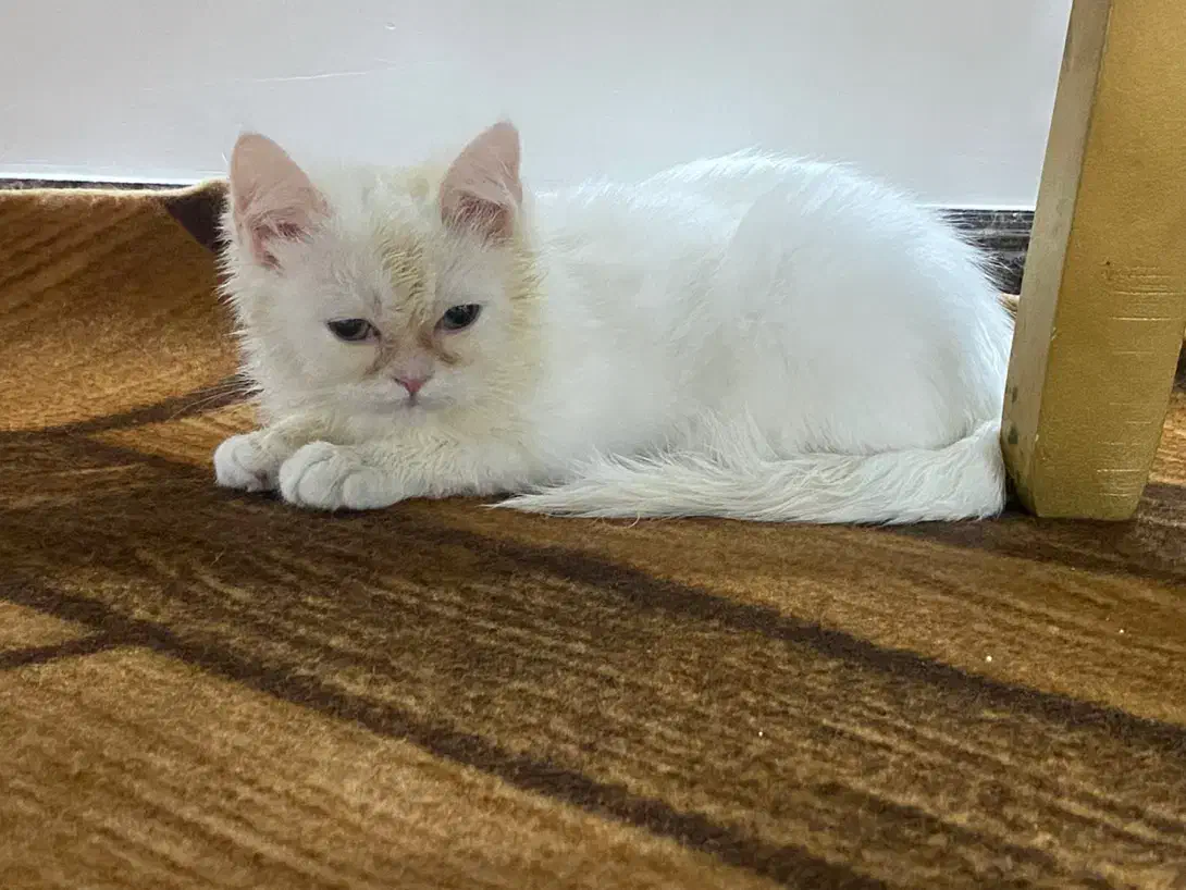 واگذاری و فروش بریتیش سفید اصیل|گربه|لنگرود, |دیوار