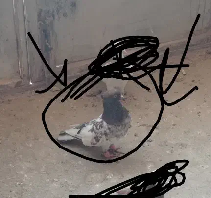 کله ای|پرنده|آباده, |دیوار