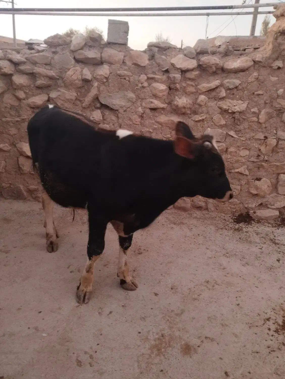 گوساله نر سیمین تال|حیوانات مزرعه|نورآباد, |دیوار
