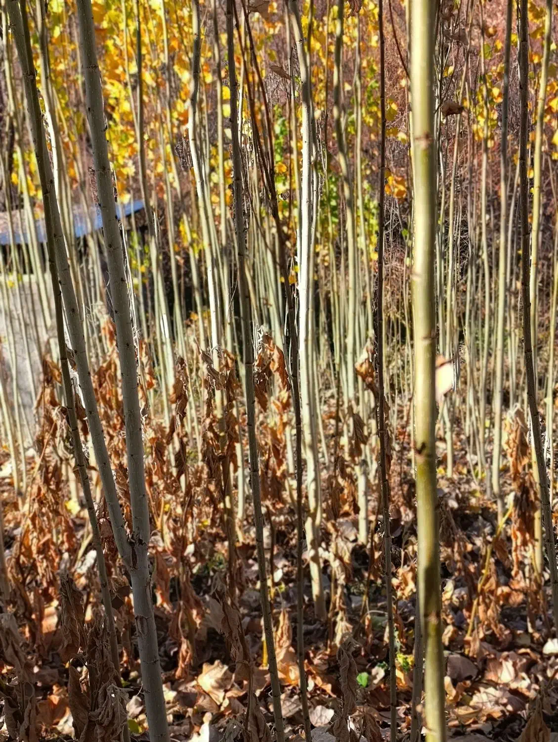 صنوبر نیگرا ترکیه|خدمات باغبانی و درختکاری|خرم‌آباد, |دیوار