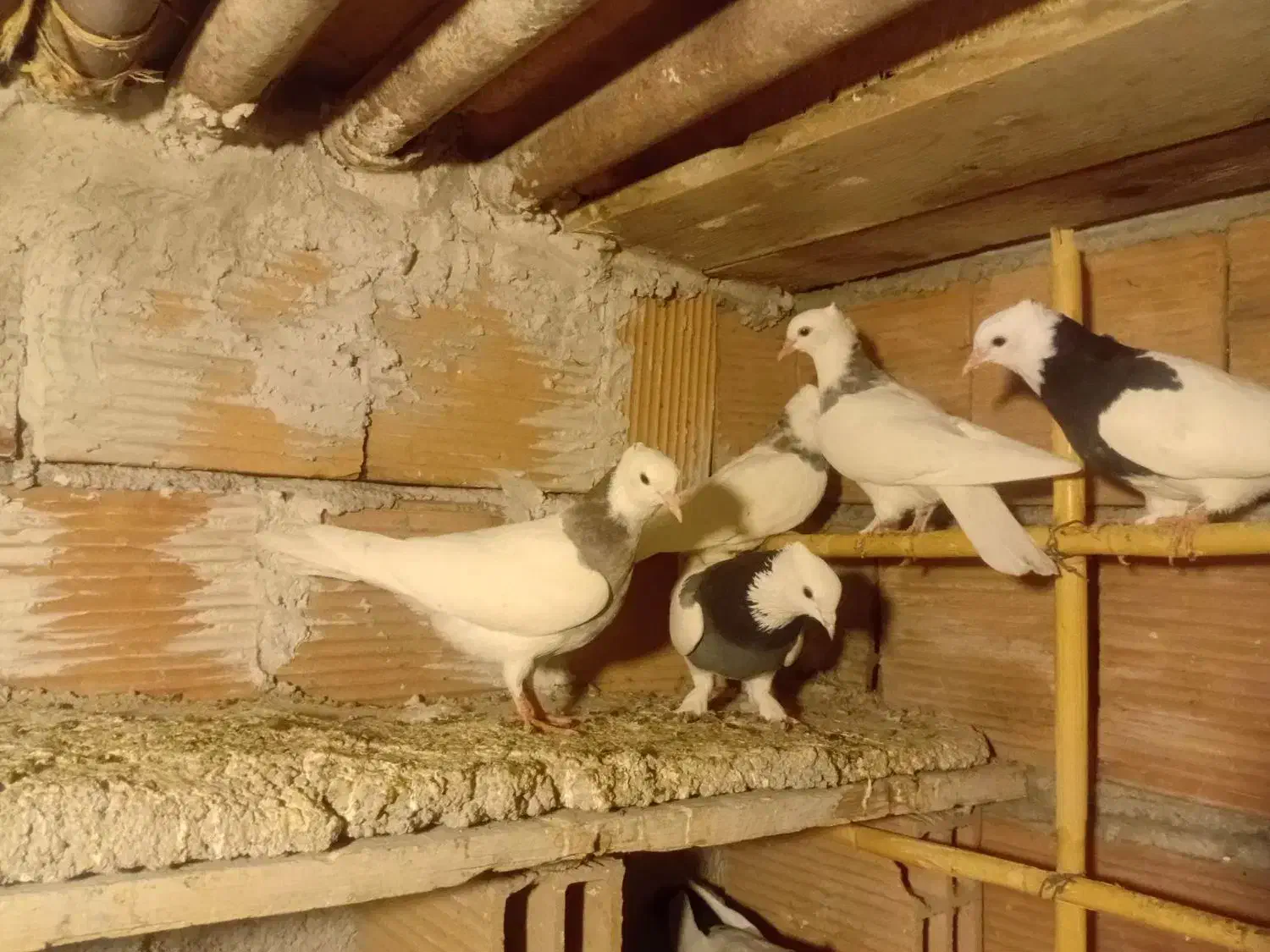 کبوتر طوقی|پرنده|گنبد کاووس, |دیوار