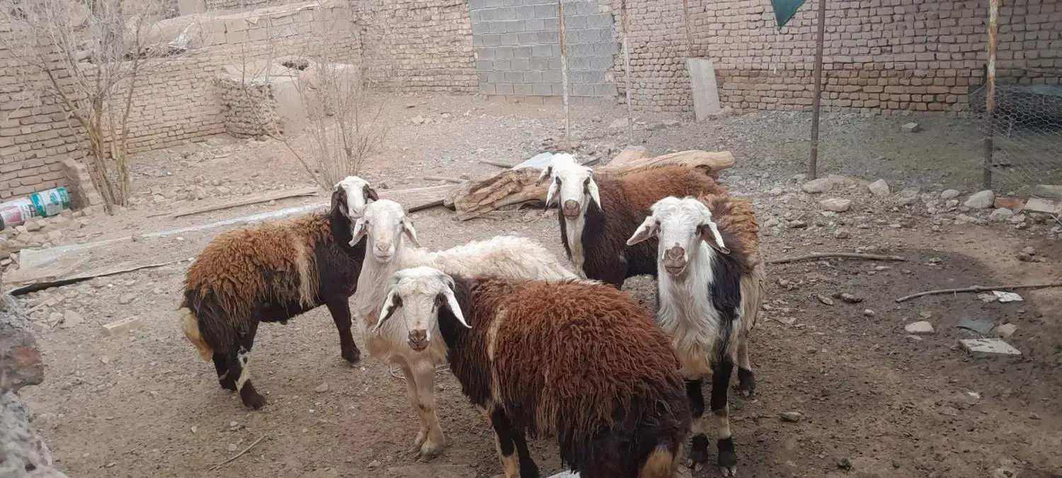 گوسفند بره نر بروجردی|حیوانات مزرعه|رشتخوار, |دیوار