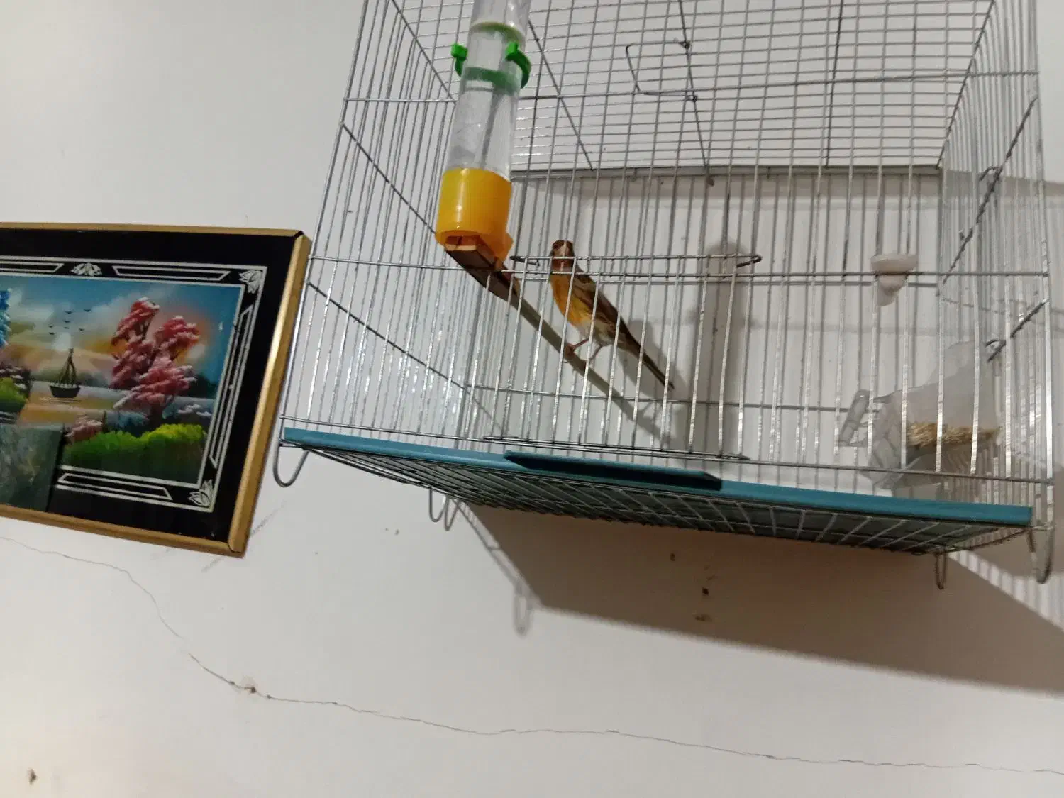 قناری نروماده سبز سوخته|پرنده|محمدیه-قزوین, |دیوار