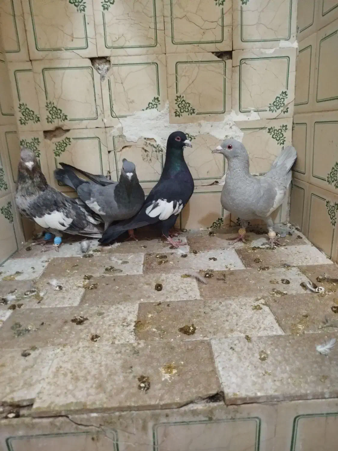 کفتر|پرنده|شیراز, لب آب|دیوار