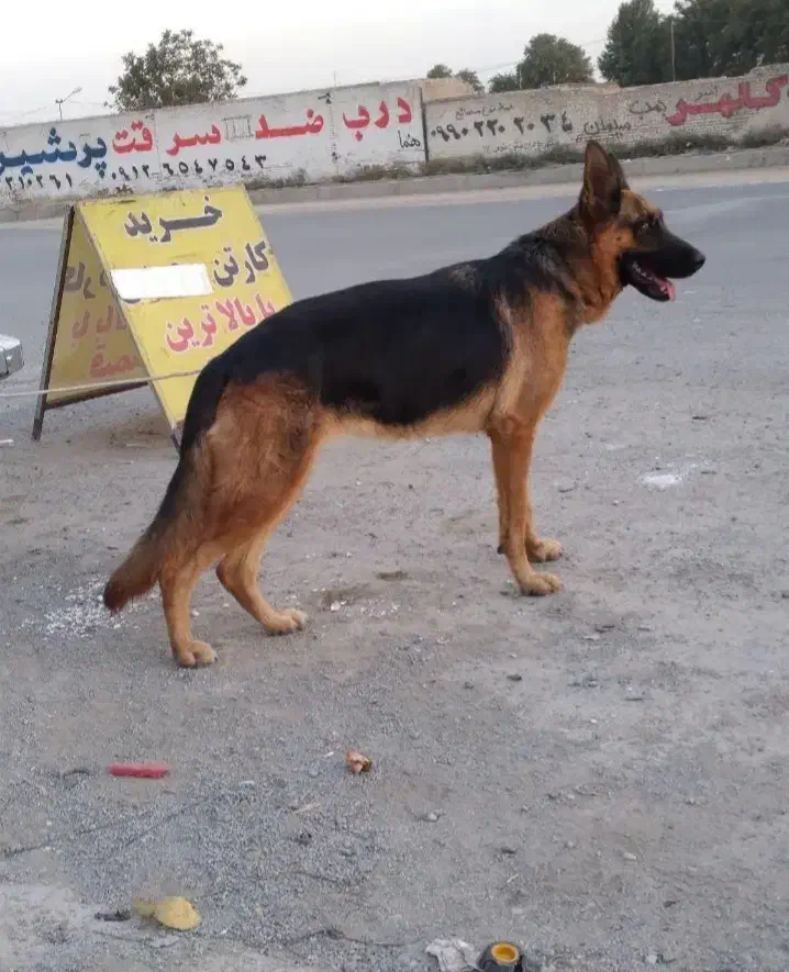 سگ ژرمن ماده وچند سگ دیگر|سگ|زنجان, |دیوار