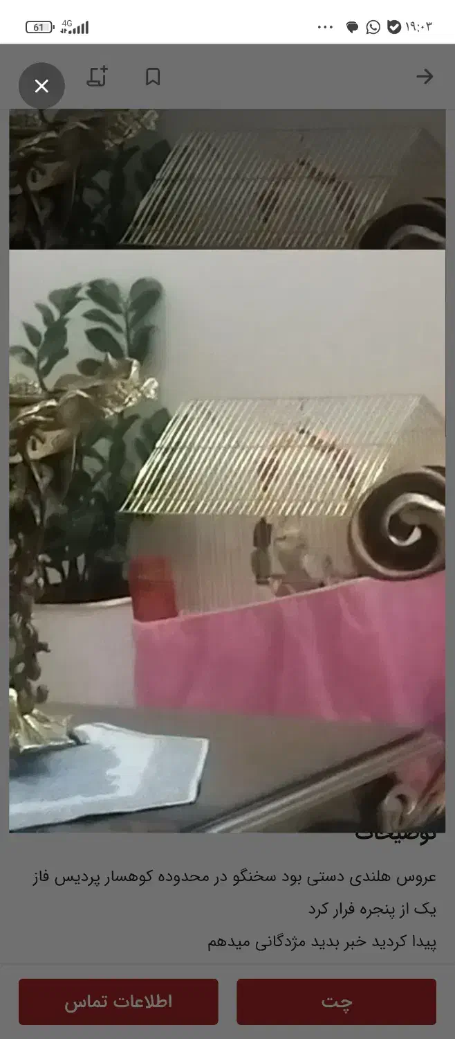 عروس هلندی گم شده|پرنده|پردیس, فاز ۲|دیوار