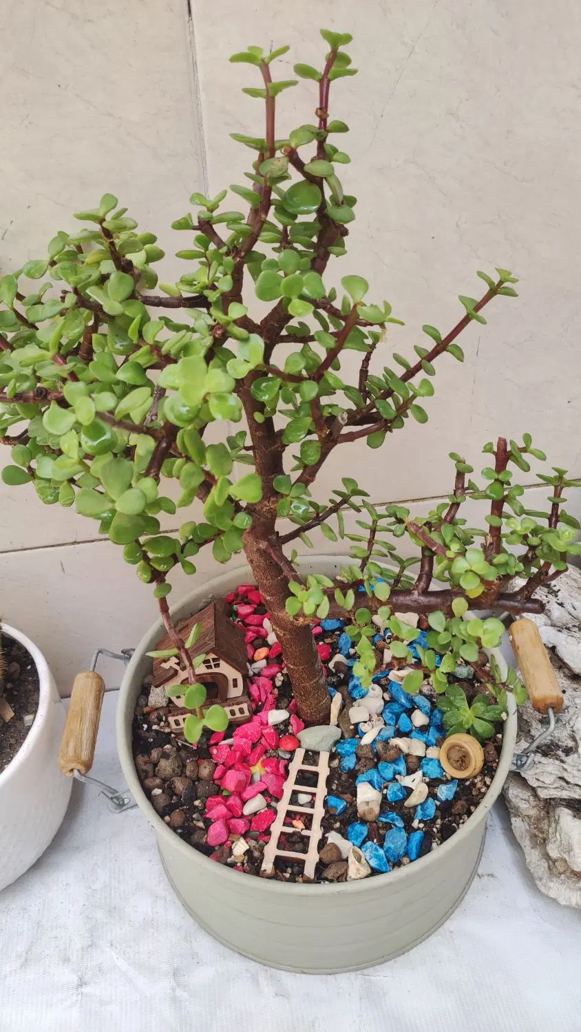 بونسای|گل و گیاه طبیعی|تهران, امام زاده حسن|دیوار
