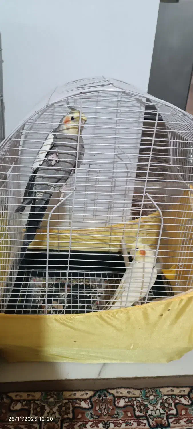 2جفت عروس هلندی سخنگو ومولد|پرنده|هشتگرد, هشتگرد قدیم|دیوار