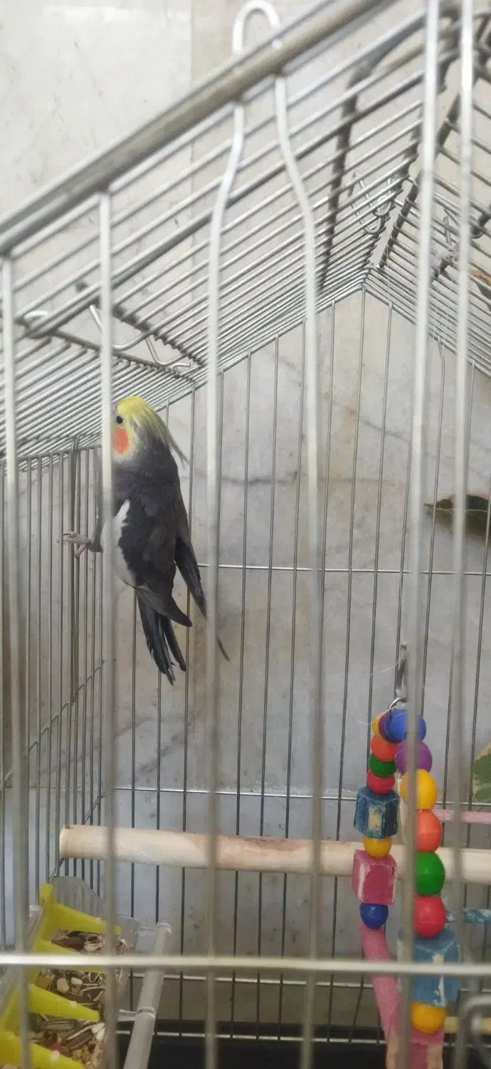 عروس هلندی|پرنده|یزد, |دیوار