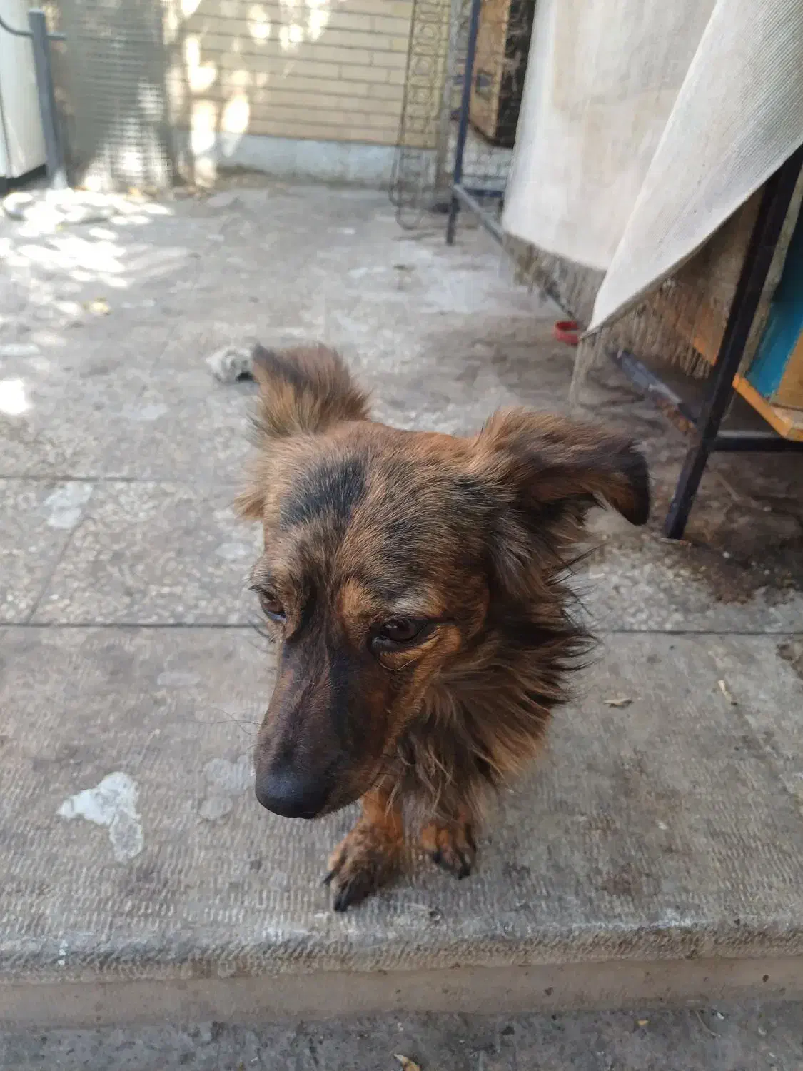 سگ کلاسیک|سگ|فولادشهر, مسکن مهر فولادشهر|دیوار