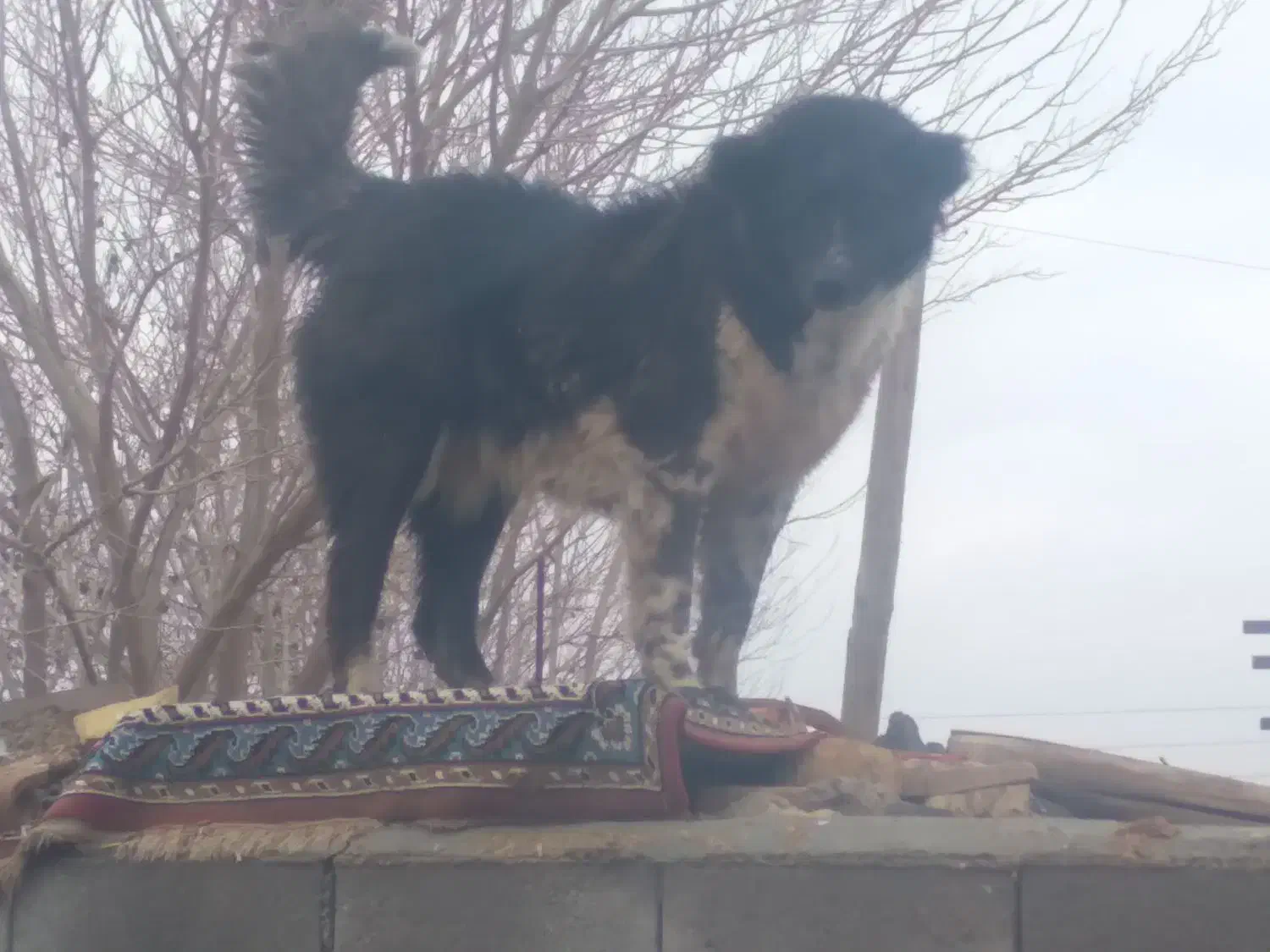 سگ لاس|حیوانات|اصفهان, ارغوانیه|دیوار