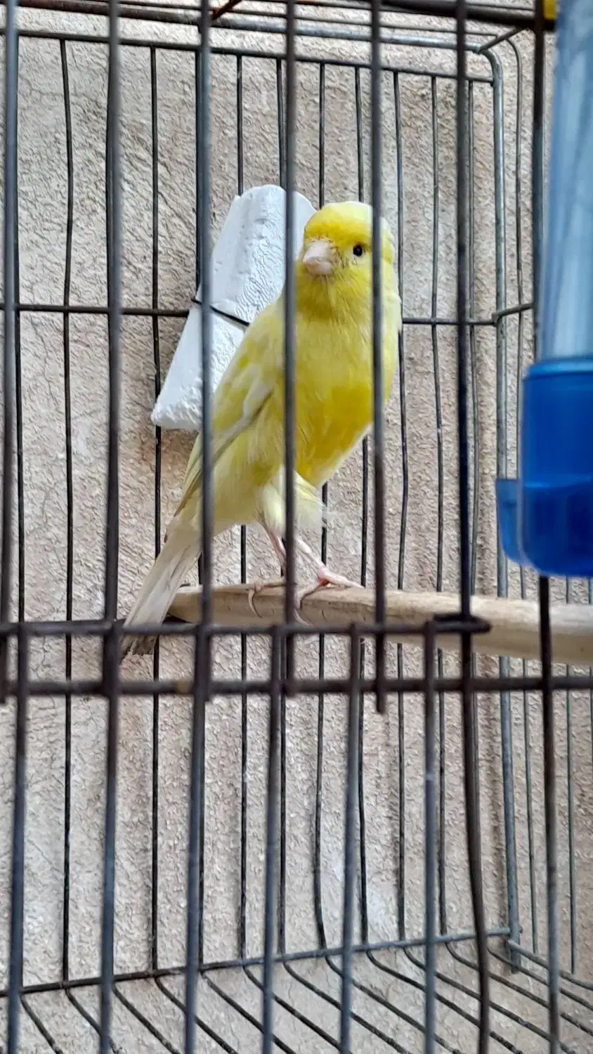 قناری ماده|پرنده|خورموج, |دیوار