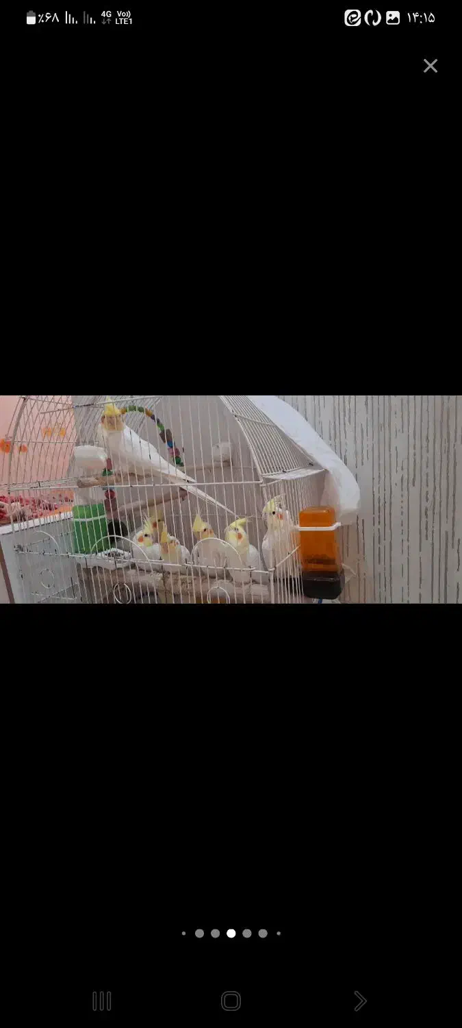 عروس هلندی خوش زات ۵تخم لوتینو|پرنده|یزد, |دیوار