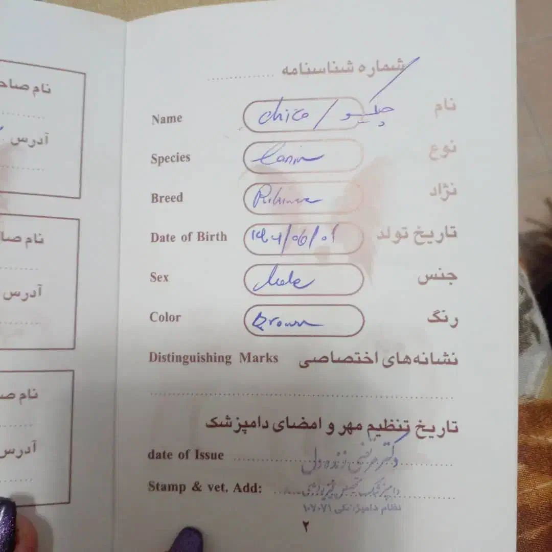 سگ پیکنز ۳ماهه نر|سگ|پردیس, فاز ۹|دیوار