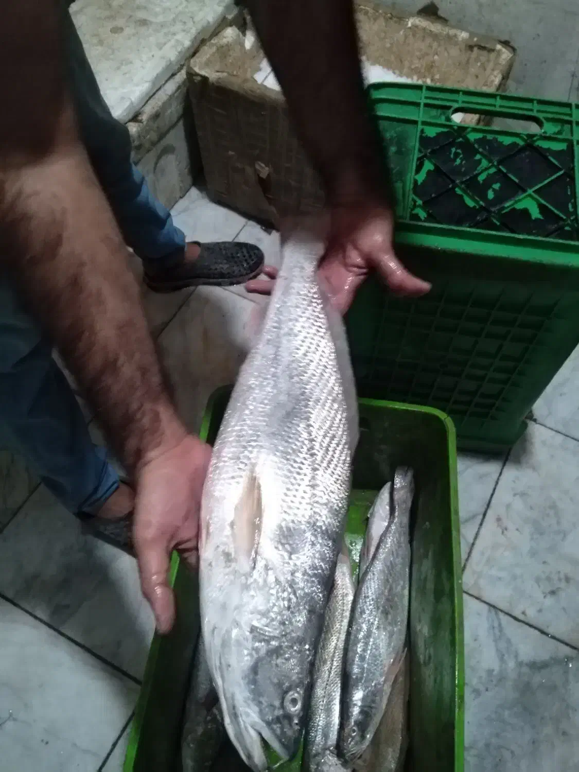 ماهی عمده و جزئی|ماهی|بهبهان, |دیوار