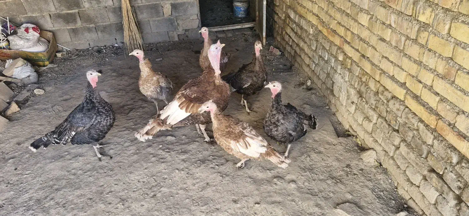 فروش بوقلمون|حیوانات مزرعه|گلپایگان, |دیوار