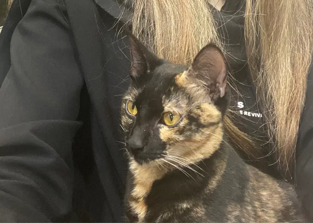 واگذاری گربه دختر فقط به افراد متعهد|گربه|رشت, کاکتوس|دیوار