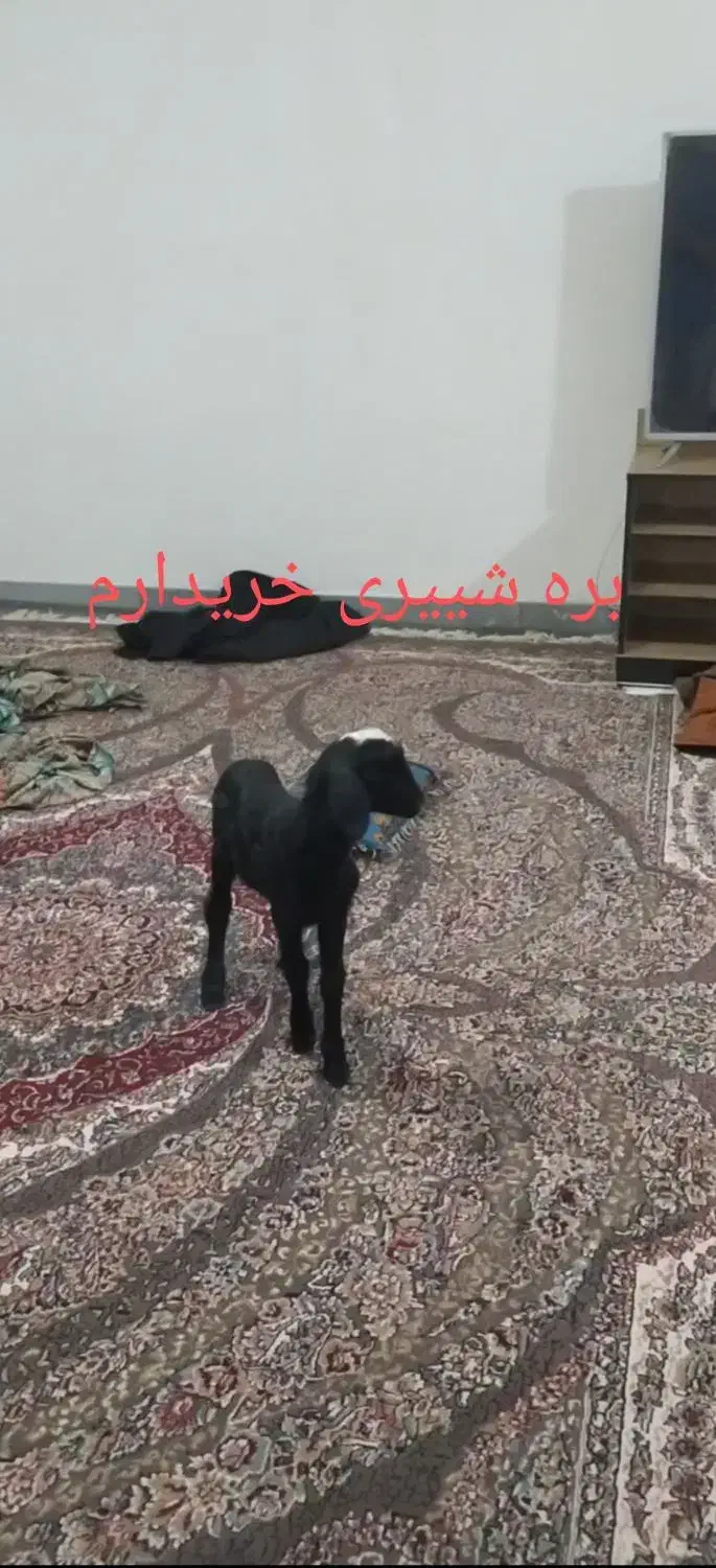 بره شیری نر|حیوانات مزرعه|صالح آباد, |دیوار