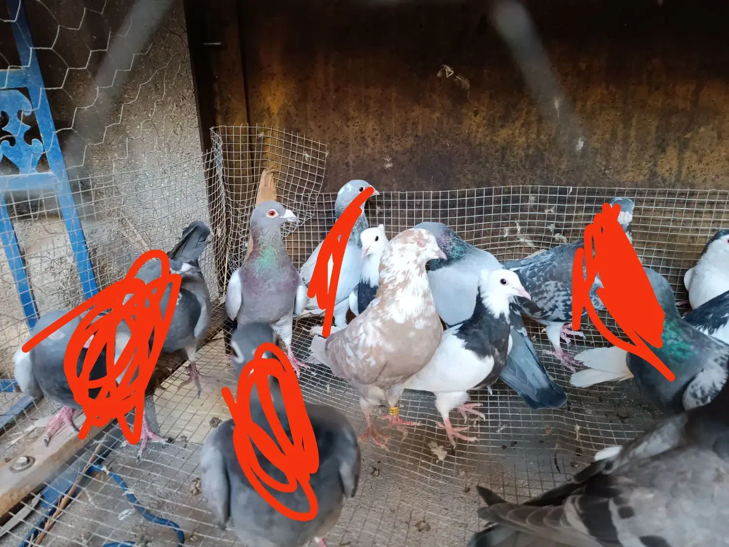 کبوتر سالم به شرط .توجه|پرنده|برازجان, |دیوار