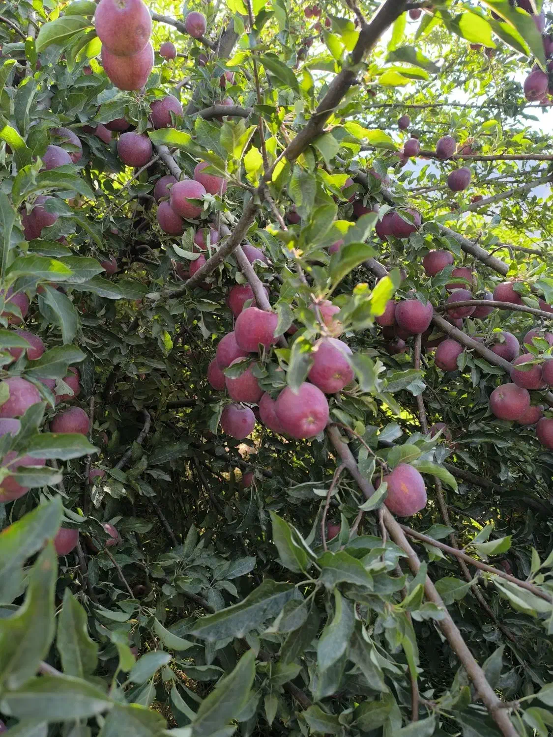 سیب قرمز|خوردنی و آشامیدنی|بروجن, |دیوار