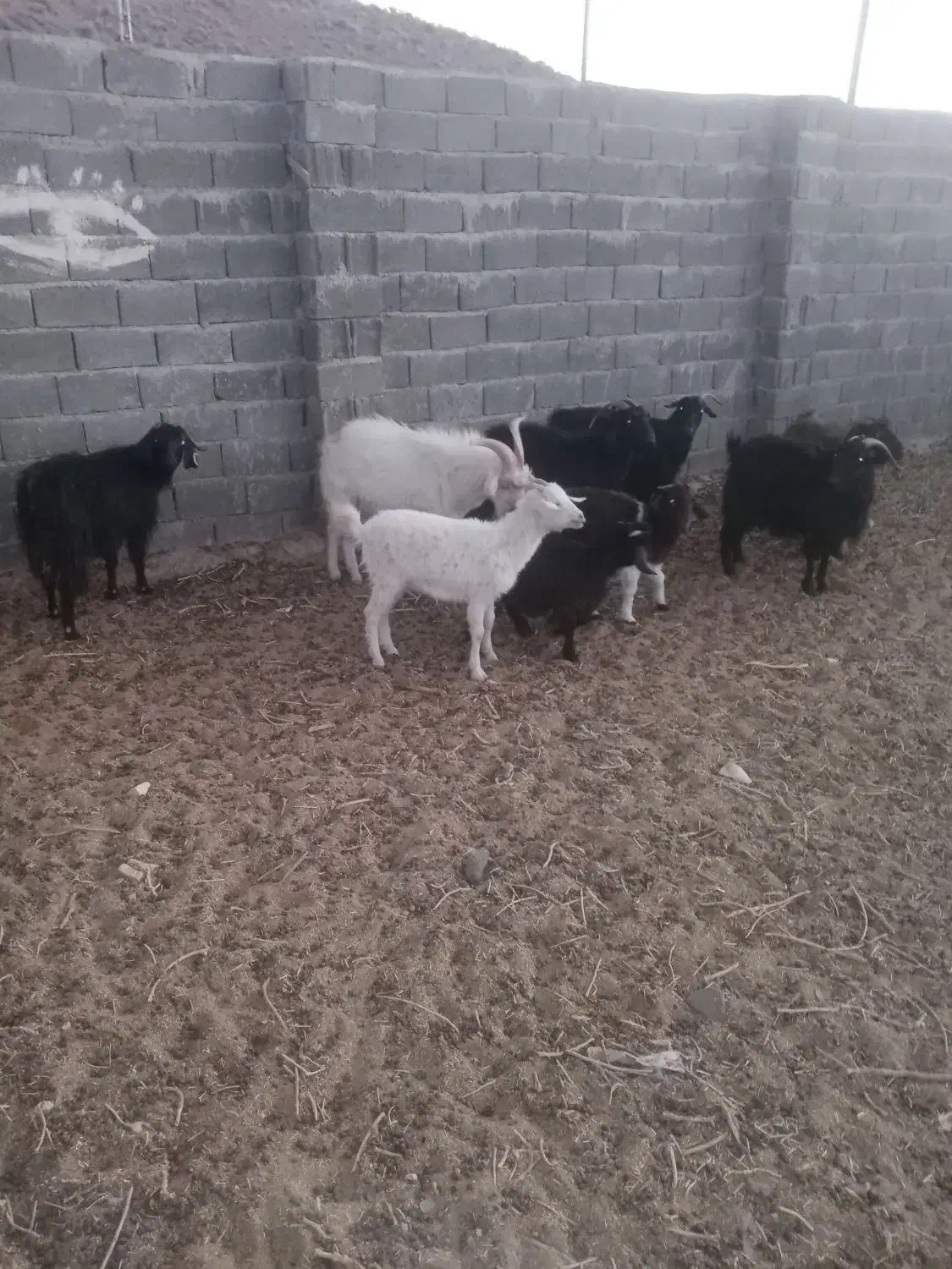 ۵راس بز وچبش|حیوانات مزرعه|سرایان, |دیوار
