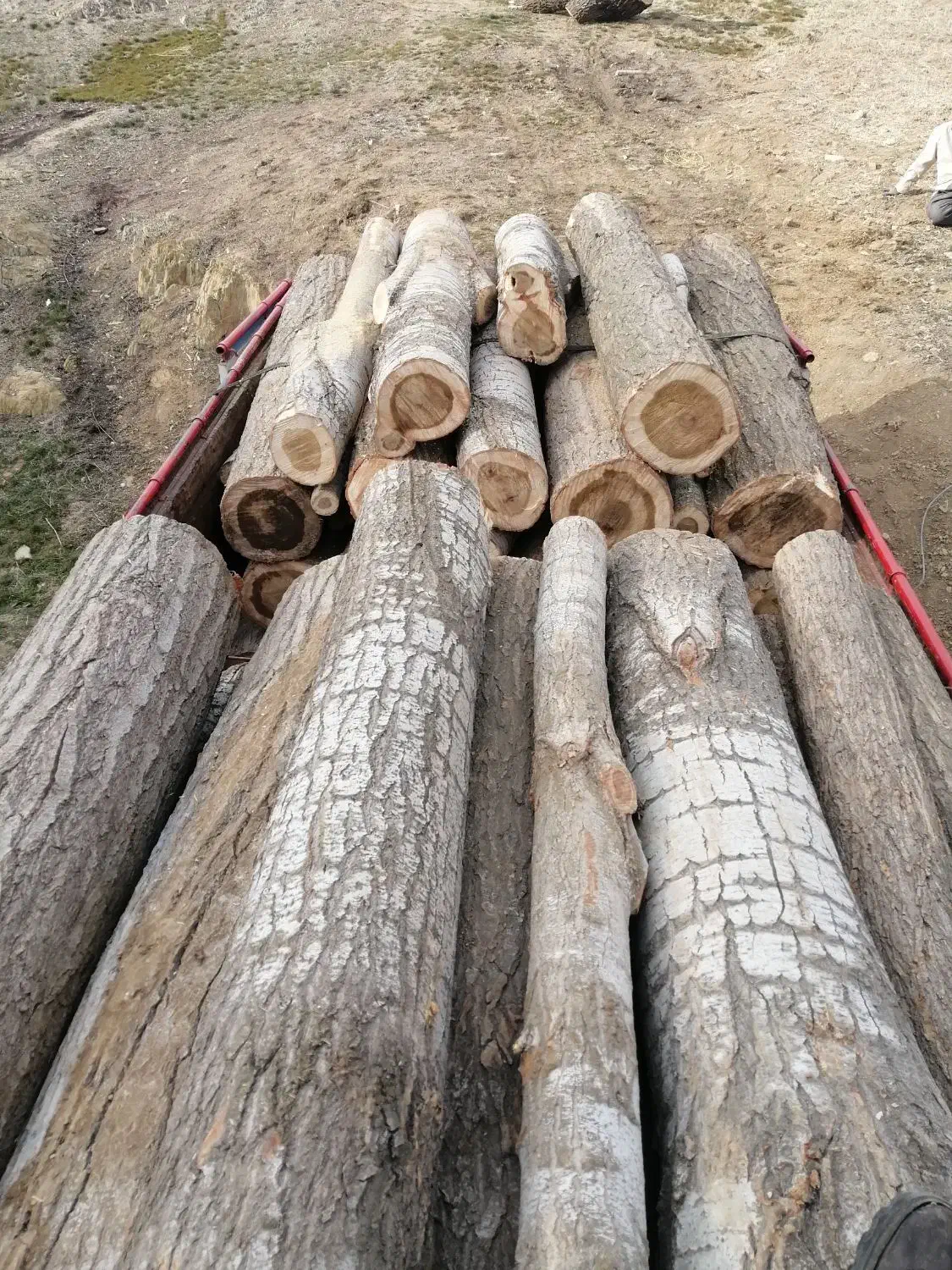 خرید چوب|خدمات باغبانی و درختکاری|سنندج, |دیوار