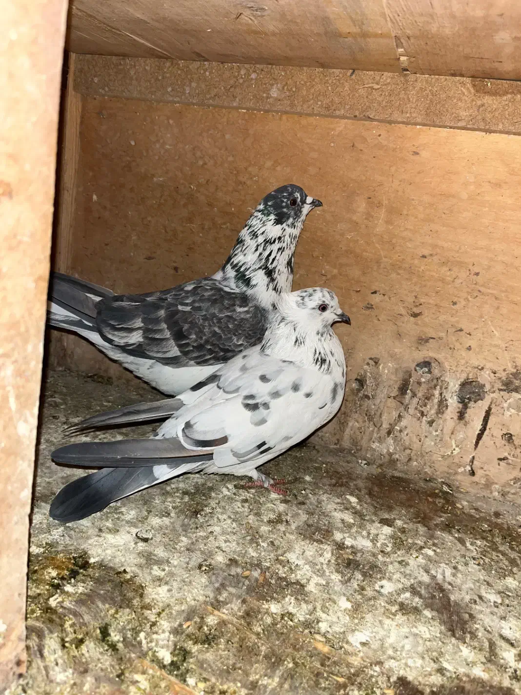 کبوتر|پرنده|تهران, منیریه|دیوار