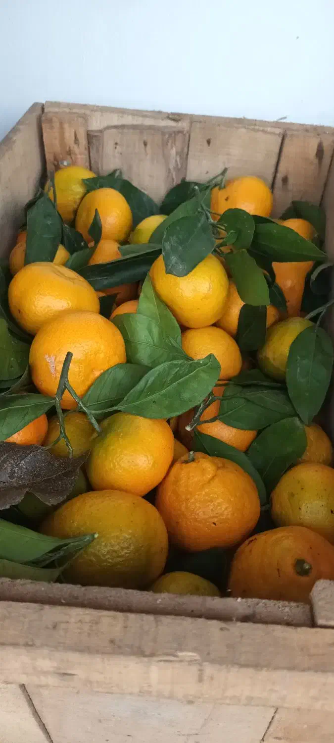 نارنگی انشو تازه چین برگی و کیوی مربایی|حراج|کلاچای, |دیوار