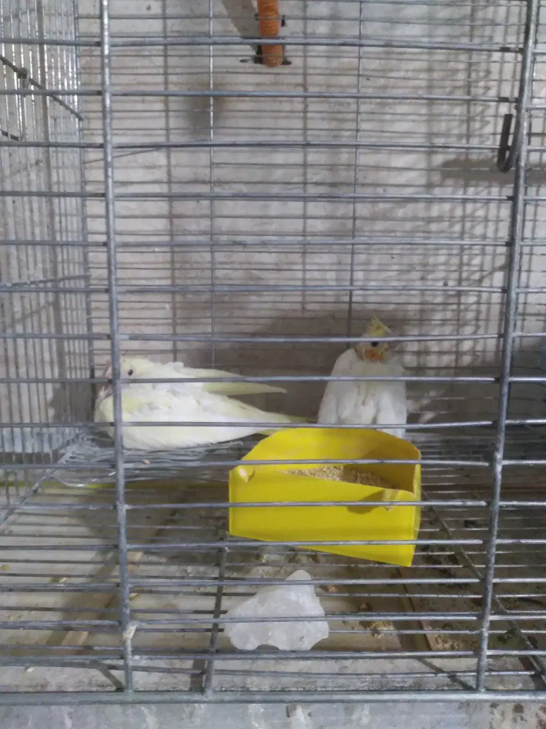 عروس هلندی با جوجه|پرنده|محلات, |دیوار