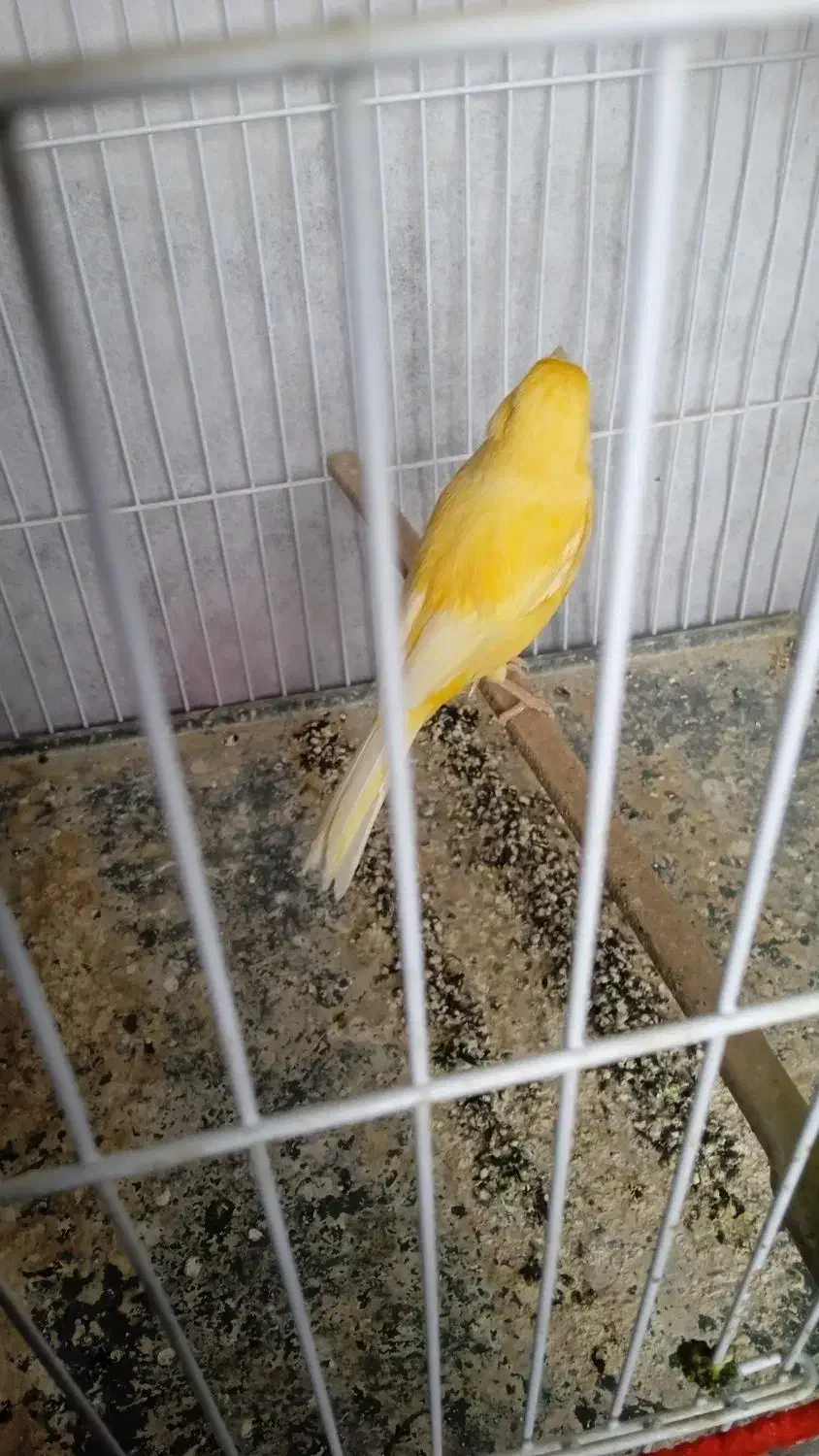 یک قناری ماده|پرنده|اردبیل, |دیوار