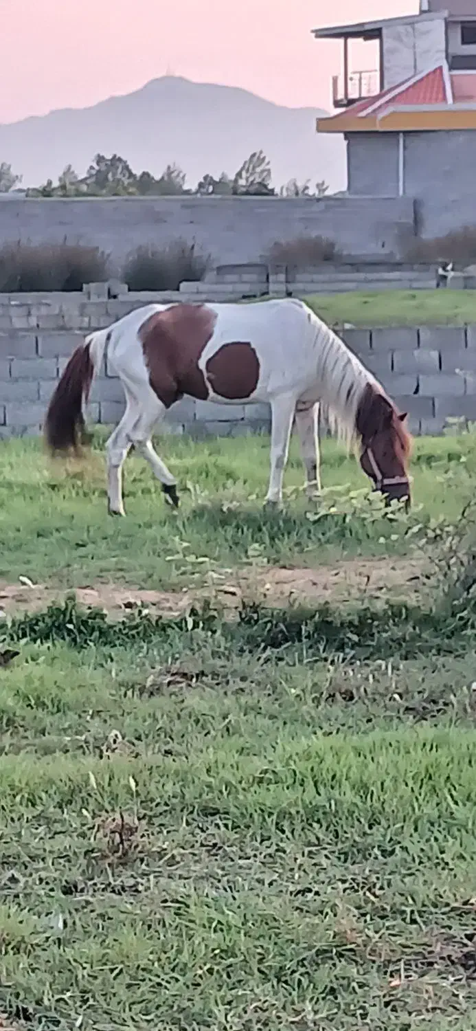 اسب سال ۷ سواری و باری|اسب و تجهیزات اسبسواری|چاف و چمخاله, |دیوار