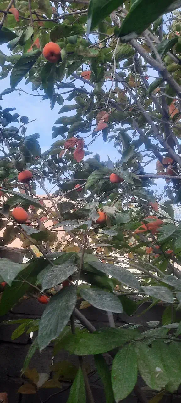 خانه ۶۵ متری دارای پروانه آب برق و گاز|فروش خانه و ویلا|دهبکری, |دیوار