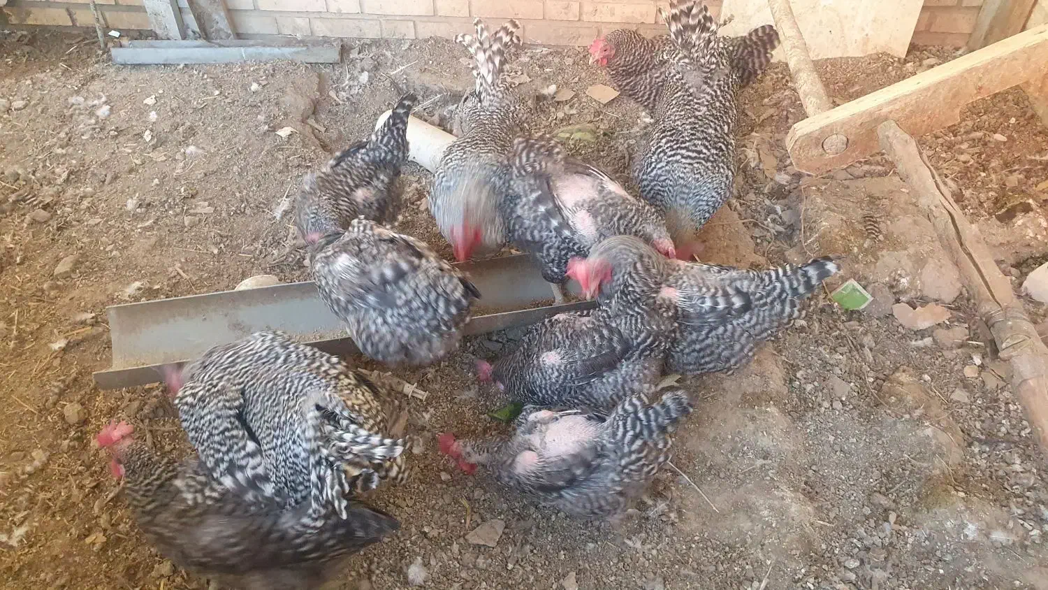 مرغ و خروس امروک پلیموت راک|حیوانات مزرعه|تهران, فدک|دیوار