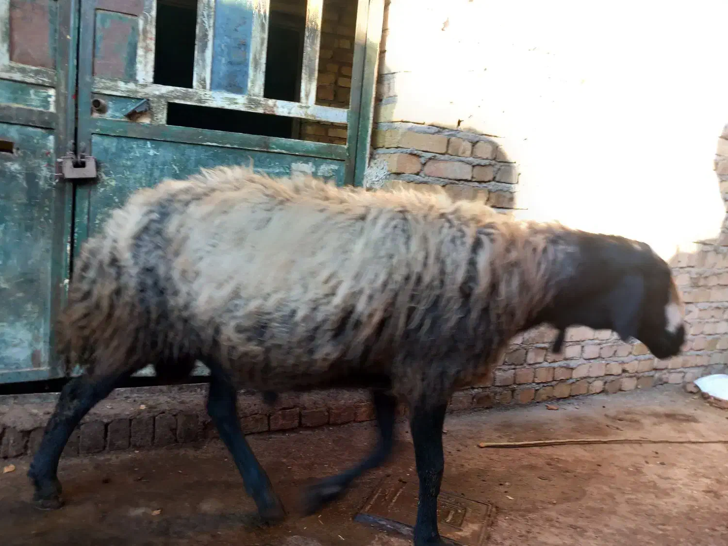 قوچ اصل شال|حیوانات مزرعه|ضیاء آباد, |دیوار