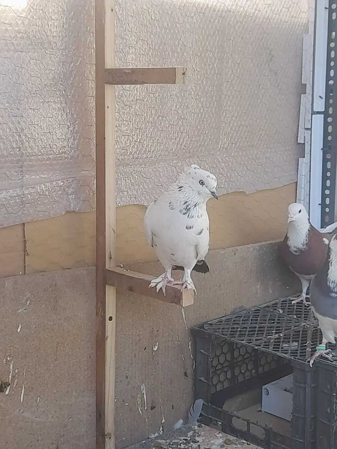 کفتر|پرنده|خمینی‌شهر, |دیوار