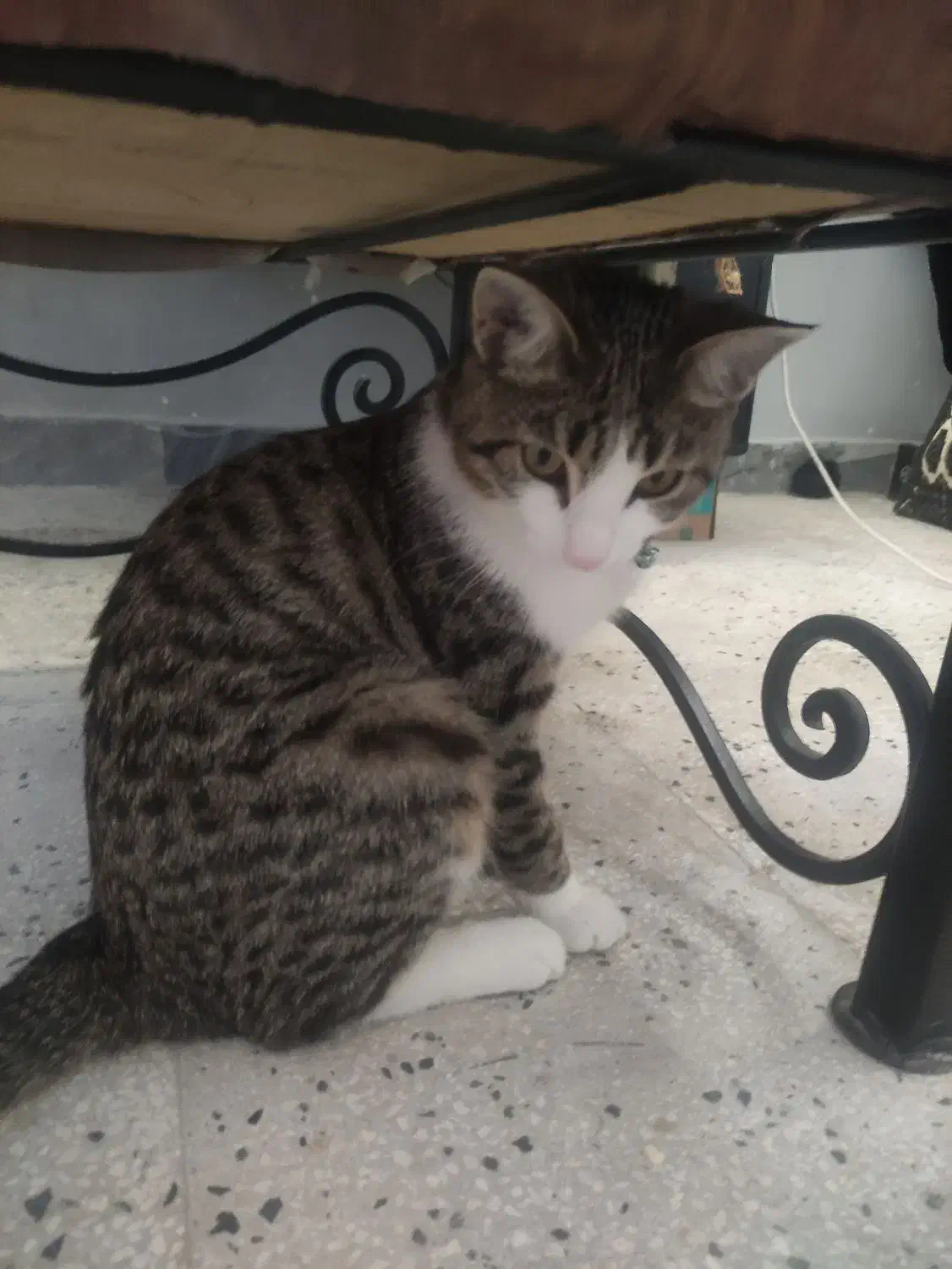 واگزاری گربه رایگان|گربه|مرودشت, فاز دوم شهرک فرهنگیان|دیوار