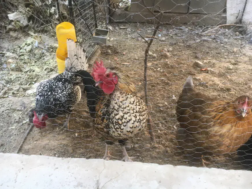 مرغ و خروس نژاد دار|حیوانات مزرعه|تایباد, |دیوار